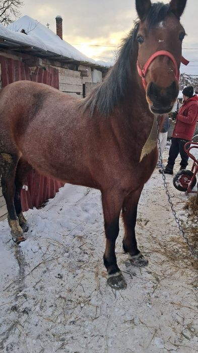 Vând manza de 4 ani cu pașaport