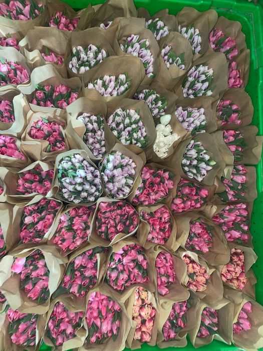 Тюльпаны оптом напрямую с теплиц