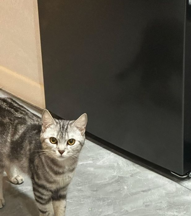 Отдам кошку в добрые руки!!!