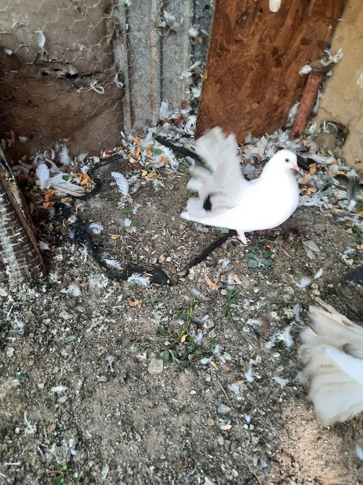 Porumbei voltați, indieni