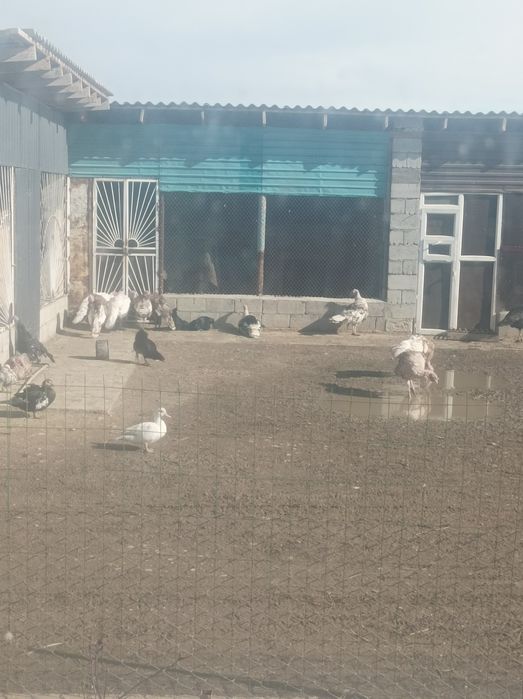 Индюки,индюшки .