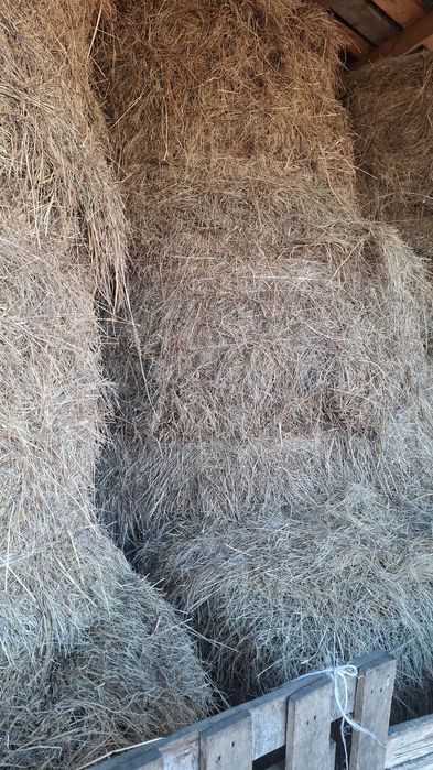 Продам сено сухое под крышой была
