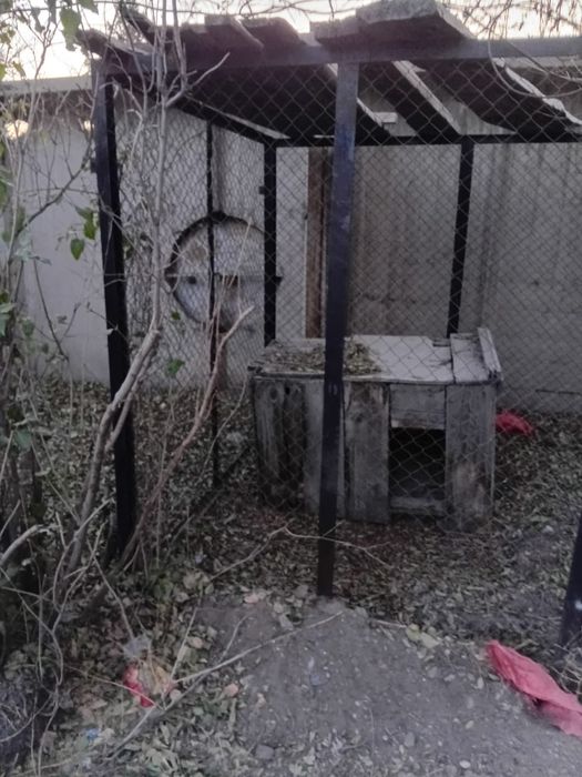 Вольер для собак