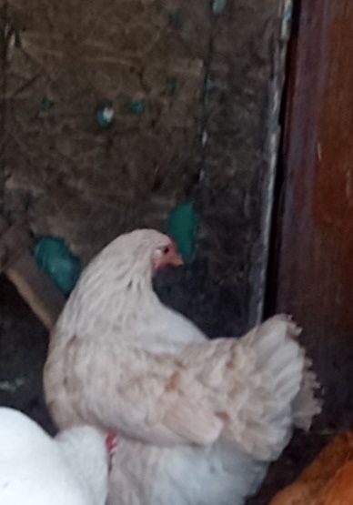 тауық тауық тауық