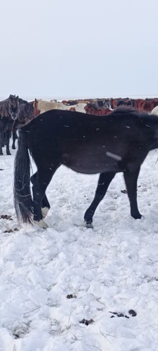 Жеребчик(апрель2023) 2 года 8 месяцев