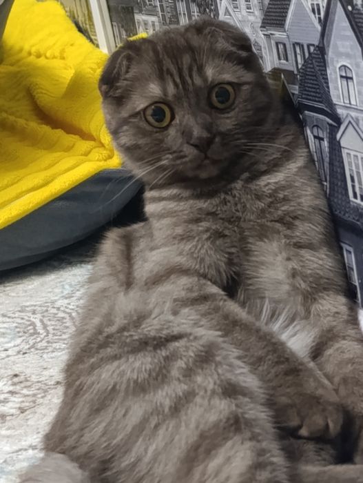 Отдам шотландскую кошечку