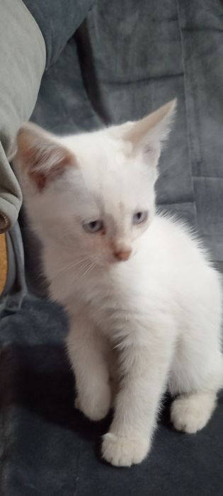Ласковый котик, ждёт добрые ручки.