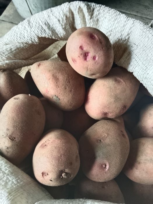 Красный семенной картофель