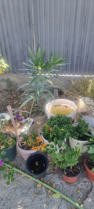 Продам цветы олеандры и бугенвилии