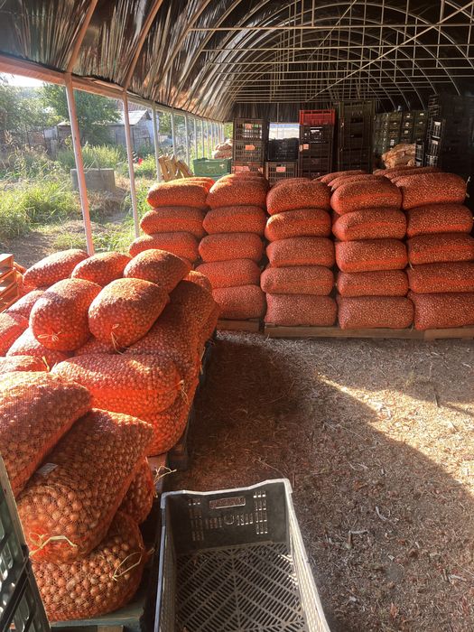 Arpagic romanesc  toate categoriile pret negociabil