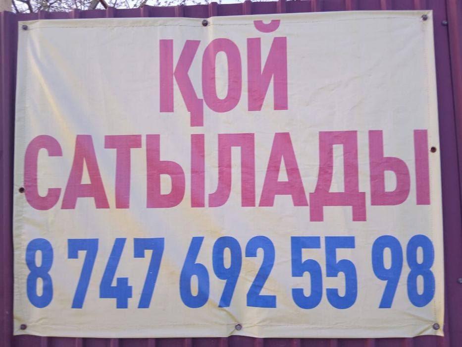 Қой сатылады семіз Қаскеленде