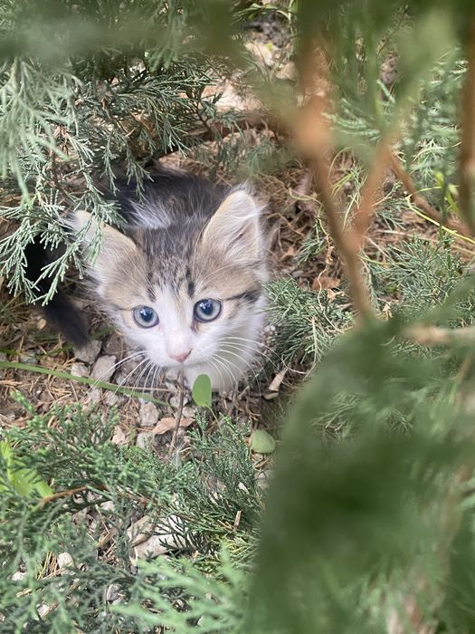 Отдам в добрые руки кошек