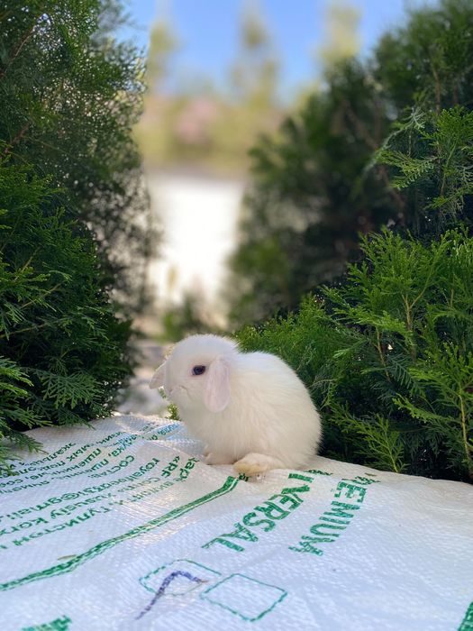 Кролики карликовый породы