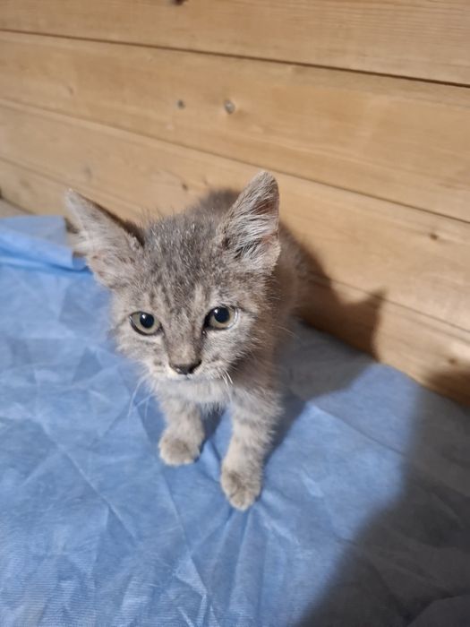 Отдам котенка бесплатно