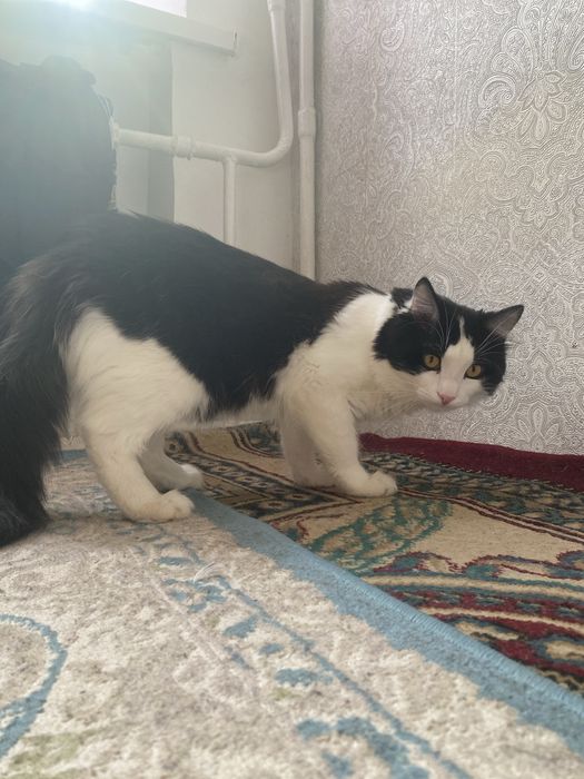 В хорошие руки кот