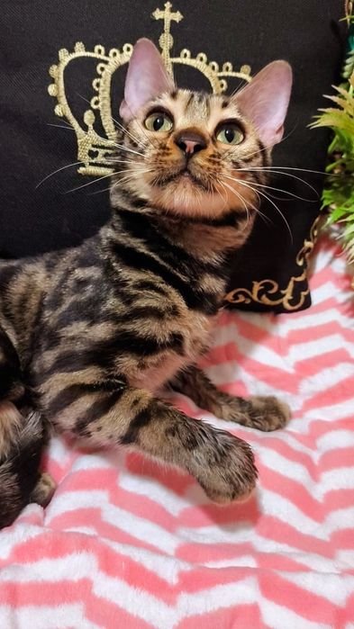 Золото- браун Девочки Бенгальские