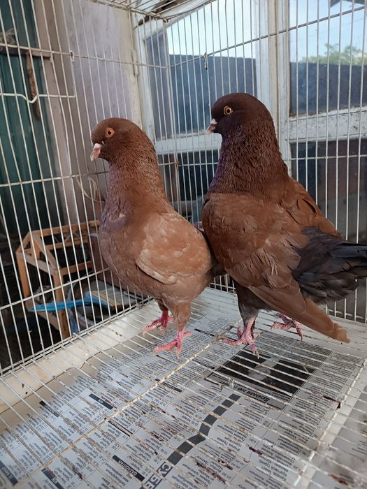 Готовая пара моден