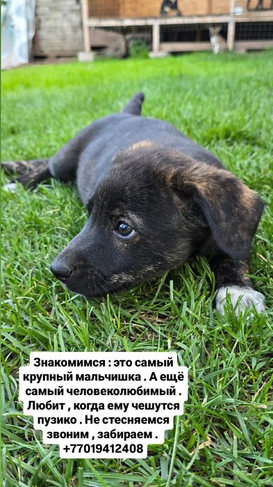Щенками нужен дом