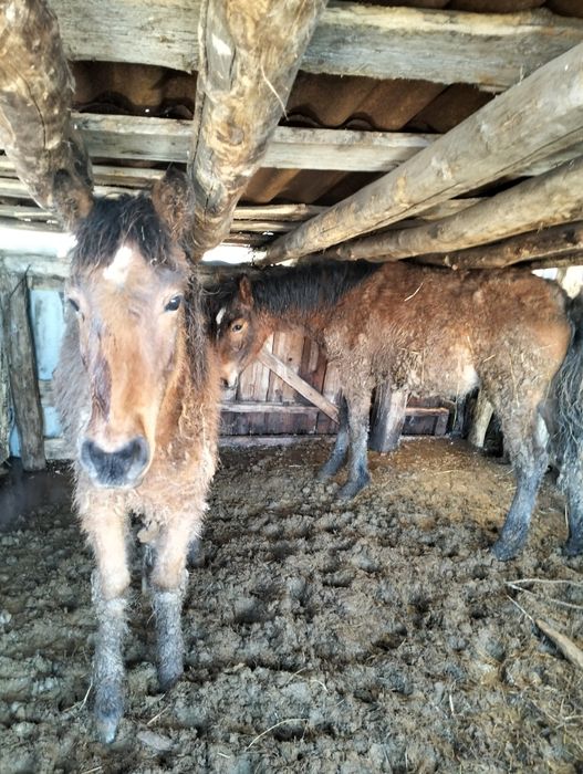 Продам жеребят девочки