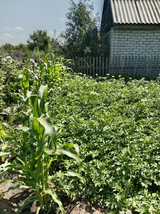 Продам дачу садоводство "Яблонька"