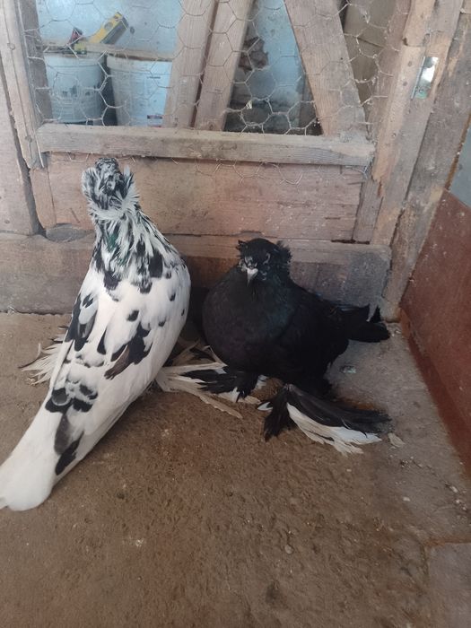 De vânzare porumbei