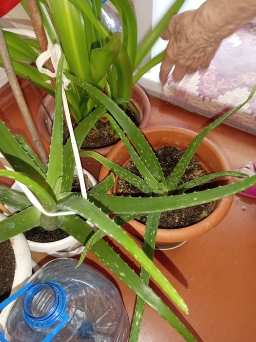 Комнатные расписания