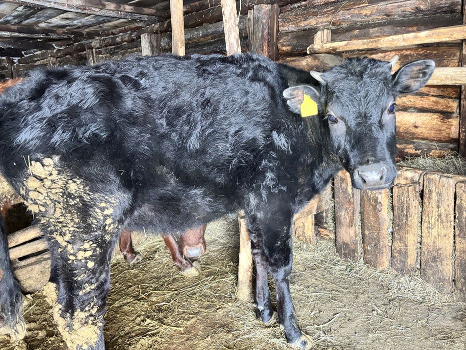 Продам телочек годовалые