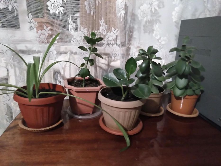 Комнатные  цветы