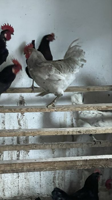 Продам домашних петухов