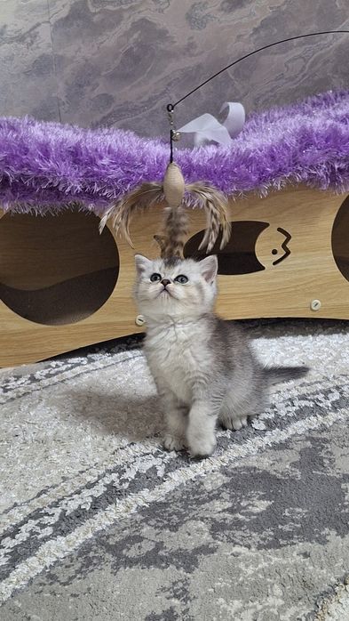 Шикарные котята от правильной вязки