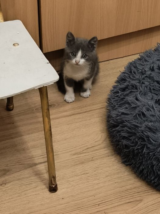 Подарявам малко котенце