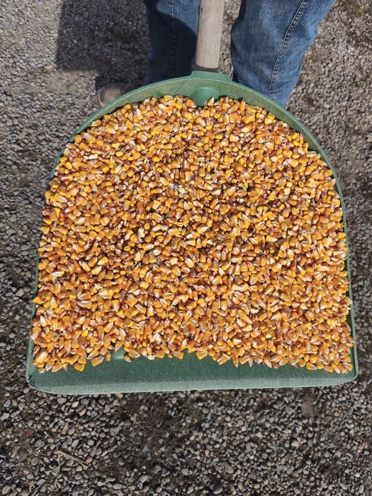 Porumb boabe de calitate