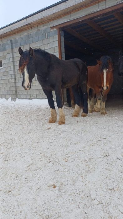 Лошади продажа.