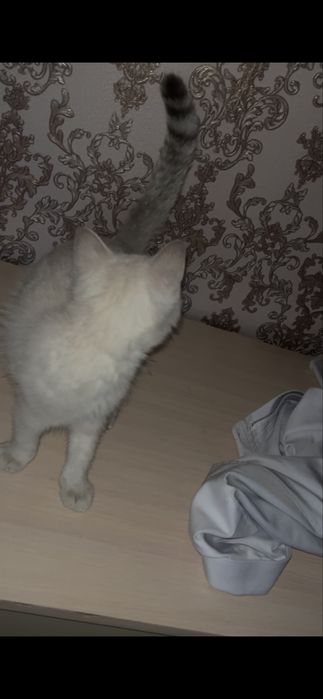 Британская девочка