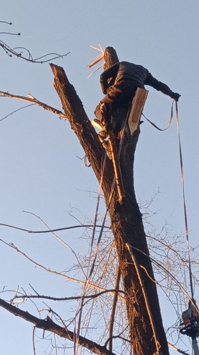 Спил деревев ағаш кесемыз