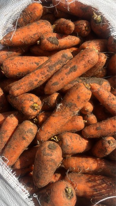 Продам морковь