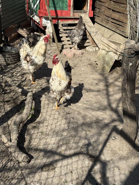 Ouă pentru incubat – rasă mixtă Moravia x Brahma, foarte productive