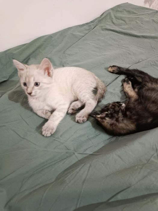 Отдам  2х месячных котят