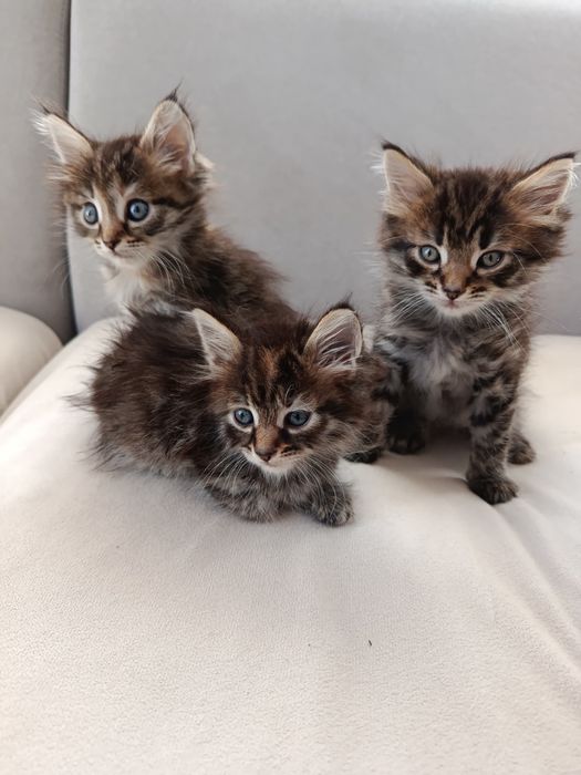 Котята милые ласковые