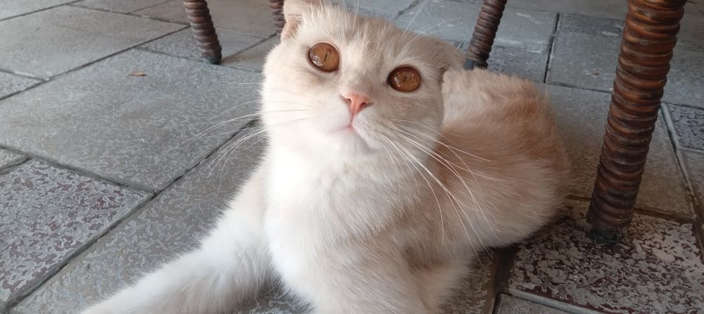 Кошка, шотландская парода ,(мальчик)