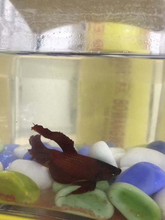 Юбки петушки разного цвета