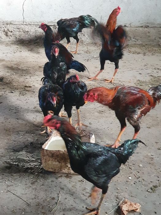 Gaini combatant malaezian