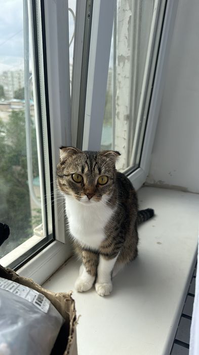 Кошка бесплатно.