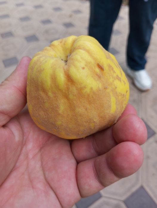 Айва/беке домашняя