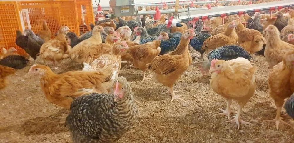 Ferma de pui Angro România