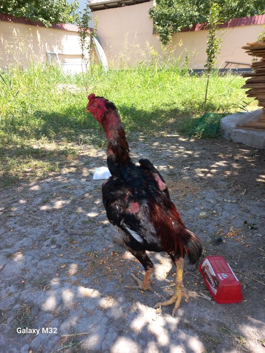 Ганой + япон зотидан олинган жужа хуроз сотувда