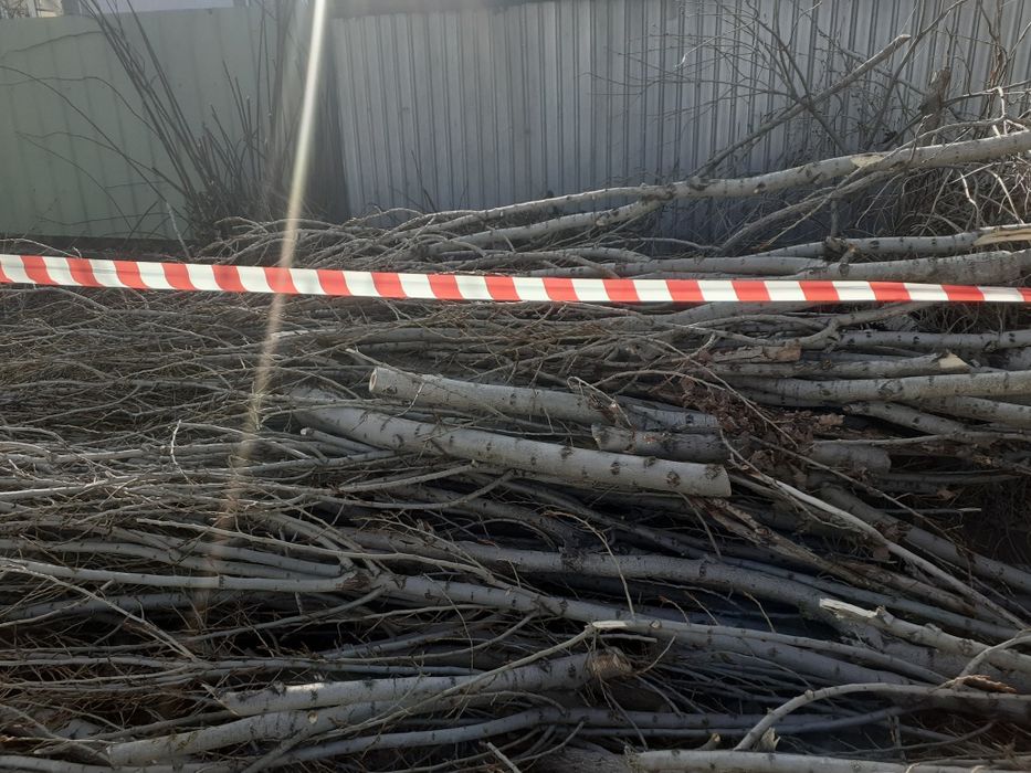 Узын агаш  кесылген отын сатлады