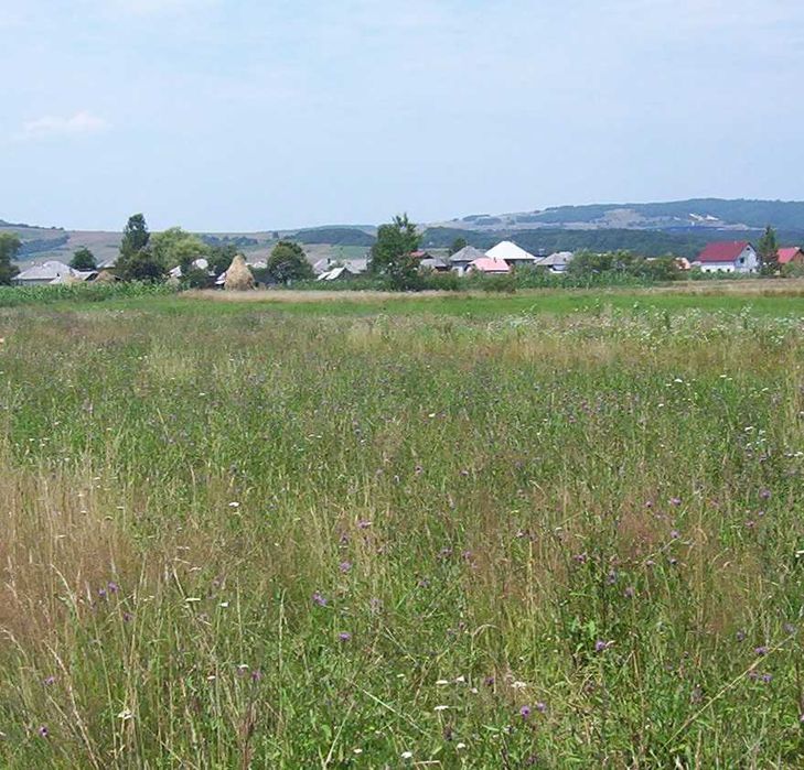 Intravilan locuri de case  Targu-Lapus  str Maramuresului