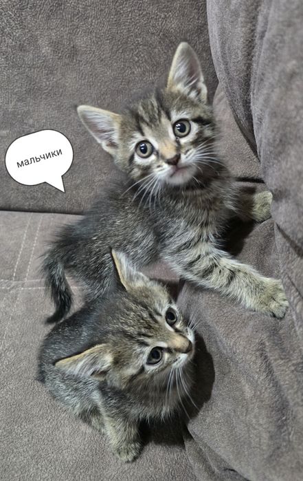 Котята шотландцы.