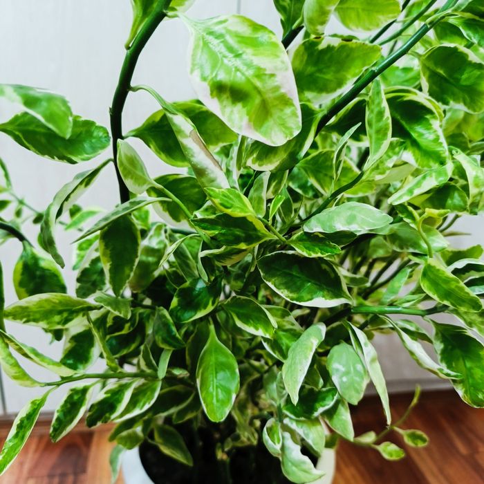 Комнатные растения - Педилантус